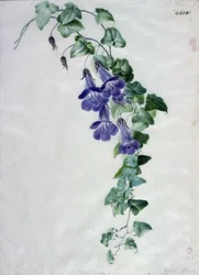 ツタの葉のヒキガエル亜麻